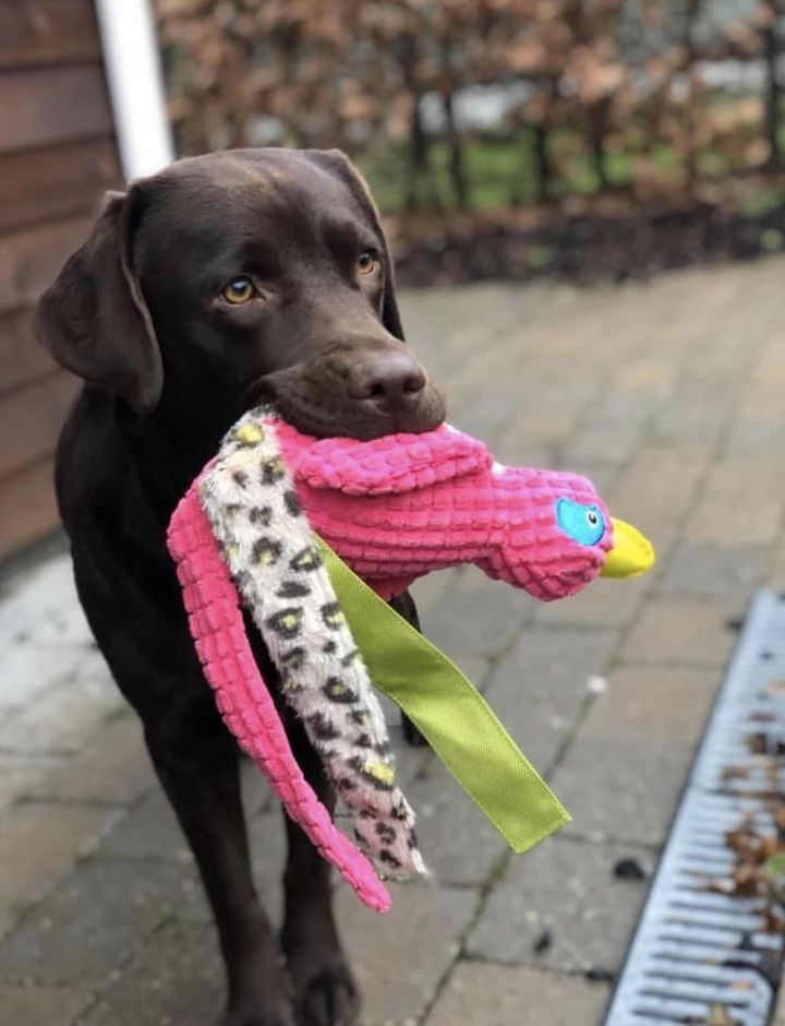 stemning billeder Kennel Cap De Lab